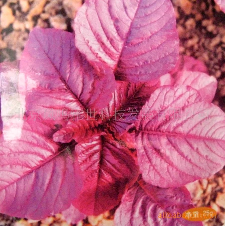 

Beijing amaranth amaranth bonsai selling vegetable bonsai 100pcs