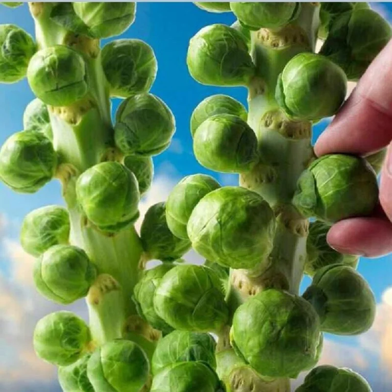 

Europe Sub hot organic brussels sprouts bonsais of vegetable bonsais 10pcs