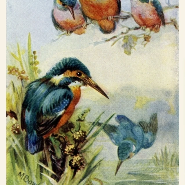 Постер Kingfishers от Mary Evans Peter &amp Dawn Cope Collection (24X36) | Дом и сад