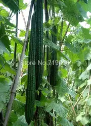 Тыква bonsais длинная палочка blandification loofah 10 шт. овощи bonsais