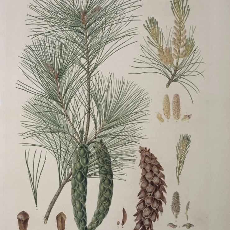 Pinus Strobus L. Weymouth или белая сосна плакат печать Mary Evans Natural history Museum (24X36)|Таблички и