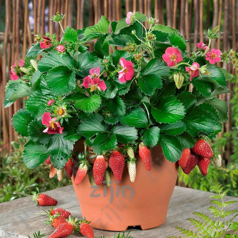

300pcs Four Seasons potted strawberry bonsai perennial results balcony flower plants of fruits and vegetables