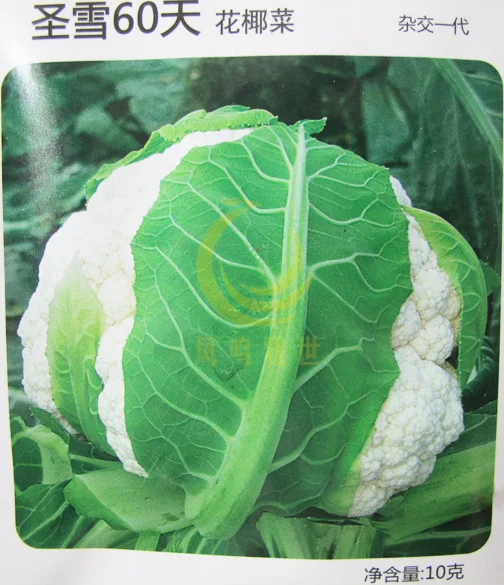 

St. snowy cauliflower bonsai vegetable bonsai 10pcs