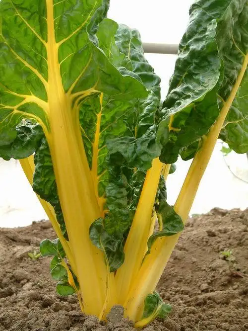 

Leaf beet bonsais selling health vegetable bonsai 100pcs