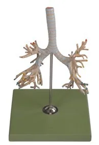 

Vivid Bronchial Tree Model Human Tracheal Bronchial Tree Model Main Bronchus Pulmonary Lobe Bronchi Human Anatomical Model