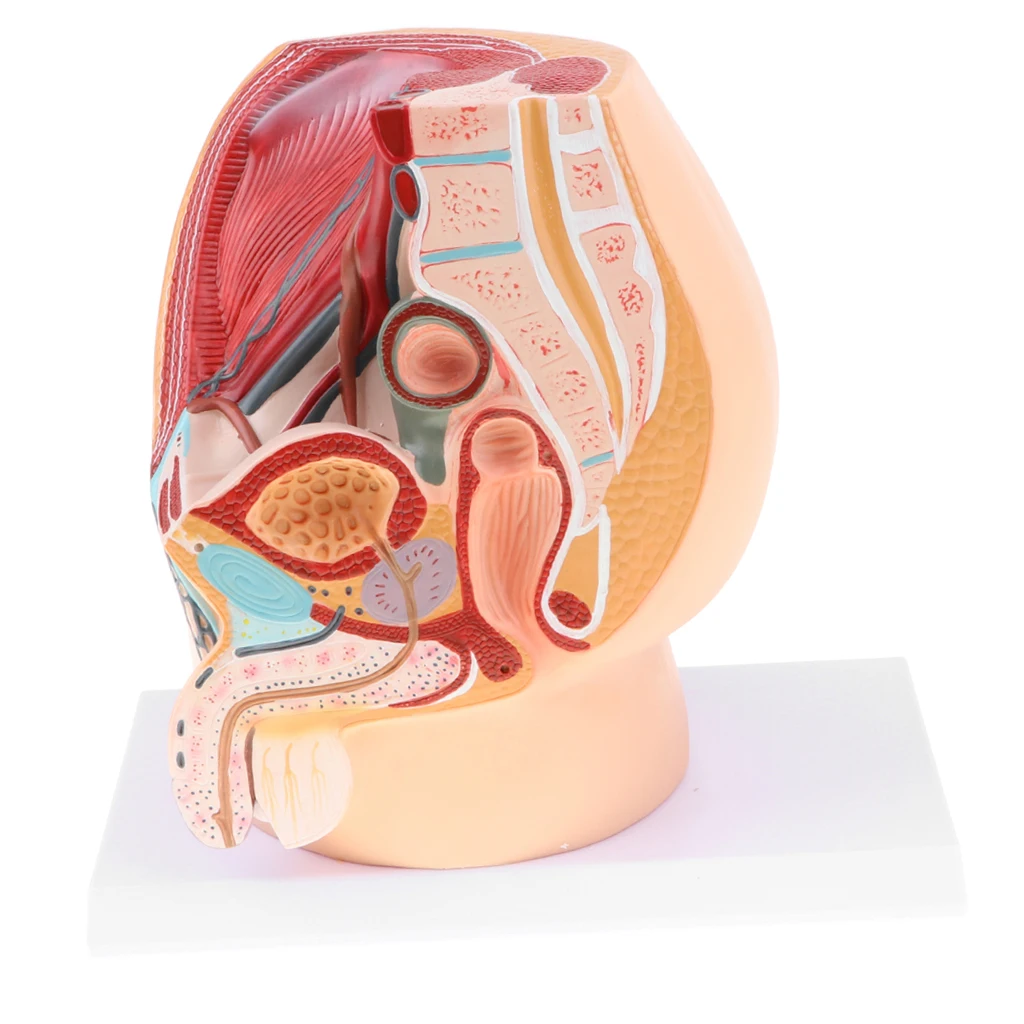

Median Sagittal Section of 1:1 Human Male Pelvic Cavity Structure Anatomy Model Reproductive System Lab Supplies