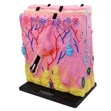 Человеческая кожа модель структура медицинский анатомический модель для биологии обучение школа обучение инструмент Обучение Дисплей лабораторные принадлежности