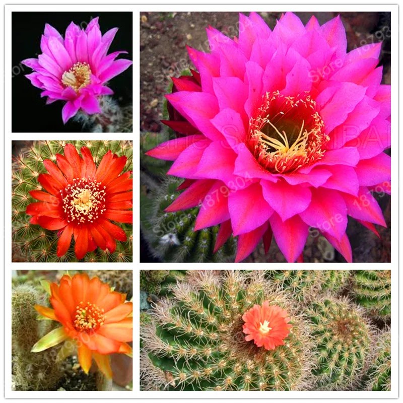 Hardy, planta de Cactus, plantas suculentas plantas de Cactus colores  mezclados de flor perenne de plantas bonsai embellecer la casa 300  unids/bolsa| | - AliExpress