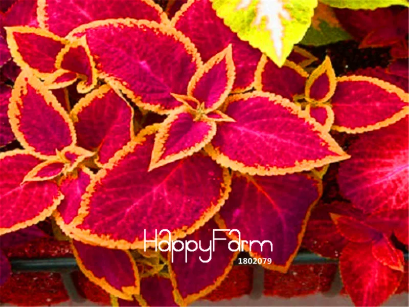 

100 Pcs/Pack Promotion!Bonsai Coleus Jazz Ruby Plantas flower floresling Garden decoration leader Potted plant Plants