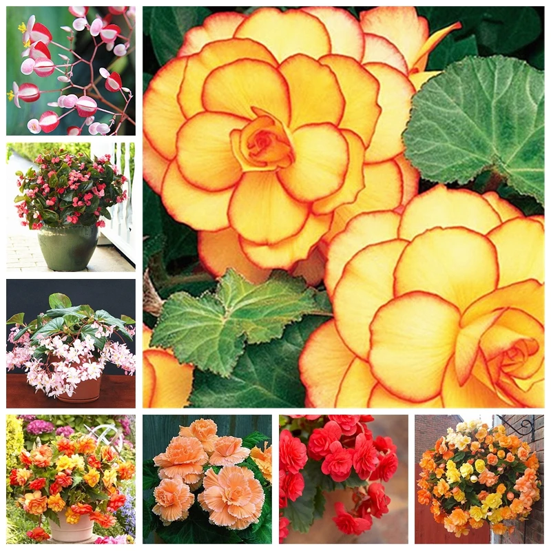 

20 Pcs Mixed Begonia Flower Potted Bonsai Indoor Decoratie Beautiful Garden Wall Plant Home Decor Christmas(hai tang)