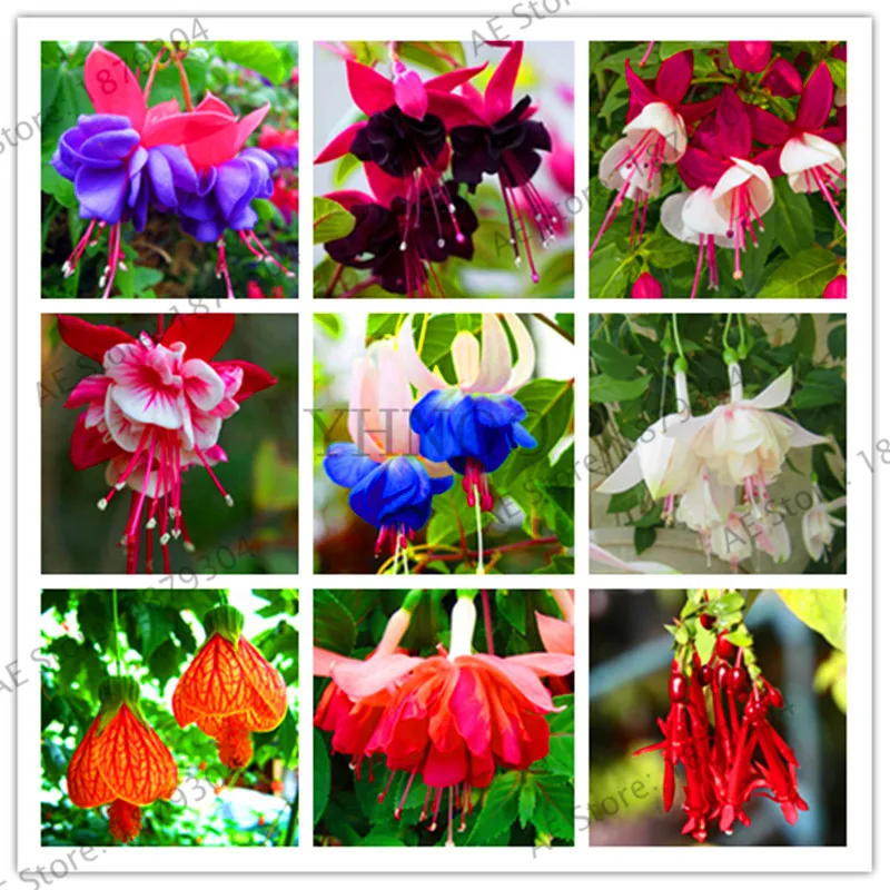 

Promotion!BELLFARM Hanging Fuchsia Plantas, 100PCS, Bonsai Hanging Flowers F.Alba Coccinnea DIY Planting Flowers for Home Garde