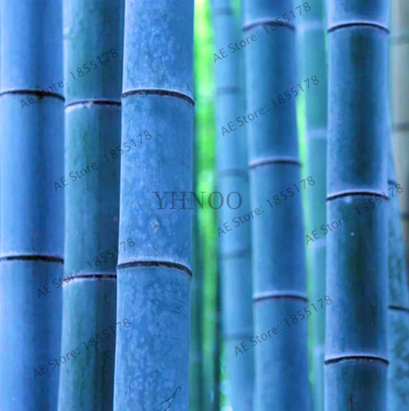 

New Arrival!50 pcs/bag Chinese Rare Blue Bamboo Bonsai,Perfect Ornamental DIY Home Garden Plant ,Edible Bamboo Shoots,Free Ship