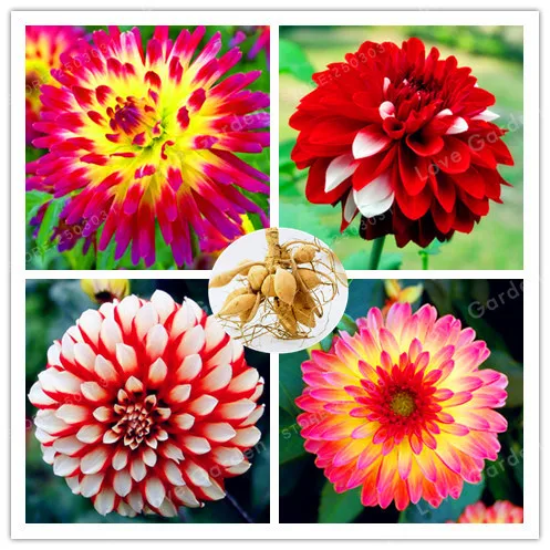 

Hot Sale 2 Bulb Dahlia Bulbs Beautiful Perennial Dahlia Flower Bulbs Bonsai Plant DIY Home Garden