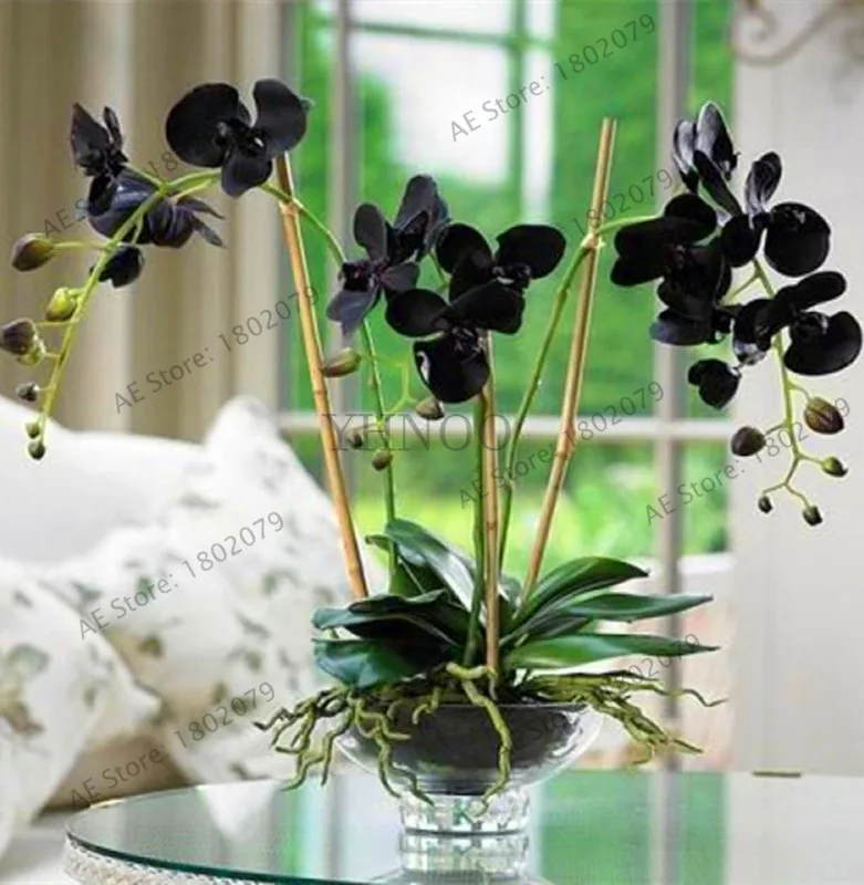 

Genuine!100 pcs/bag orchid flores, phalaenopsis orchid flower plantas for home garden perennial balcony plant bonsai plante orch