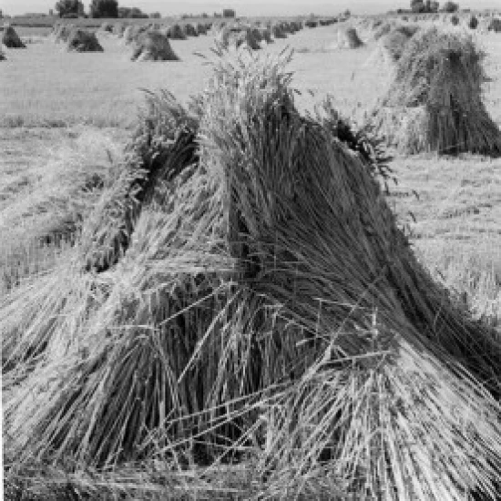 USA Idaho Twin Falls straw bundles in field Poster Print (18 x 24) | Дом и сад