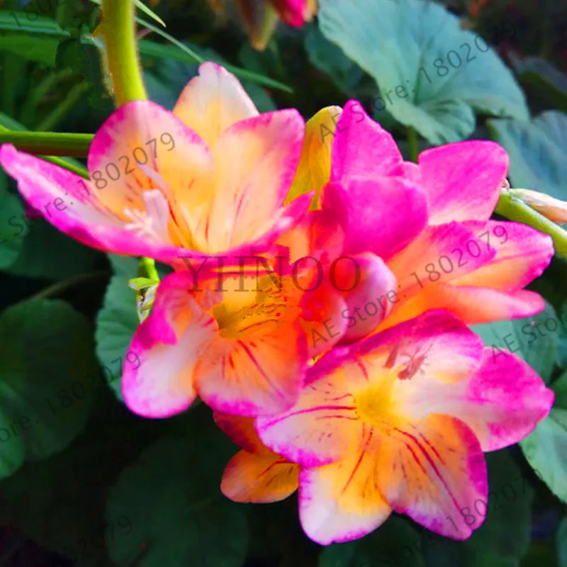 

Sale!LAND MIRACLE 100PCS Rare Geranium Plants Giant Bi-color Red W/ White Pelargonium Bonsai Potted Plant Rare Hardy Plant Pere