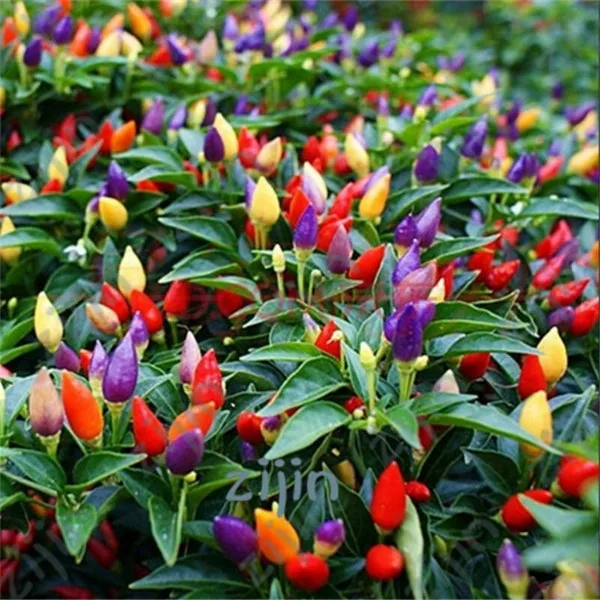 

100Pcs/Bag Capsicum Annuum Bonsais Heirloom Thai Sun Hot Chili plants Vegetables Food Mini Hot Pepper Potted Bonsai