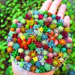 Новый карликовые деревья 2018! 100 шт. удивительные Sempervivum растения Смешанные Мини Сад суккуленты кактус Plantas многолетний дом Leeks Live Forev