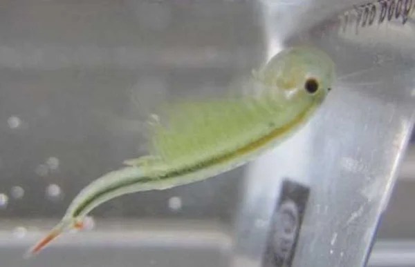 Incubate Ocean Pets Sweet Baby /Small Sea Monkey/ Sea Dragon Coming From Powder Marine Organism DIY Novelty Toy Lovely Gift