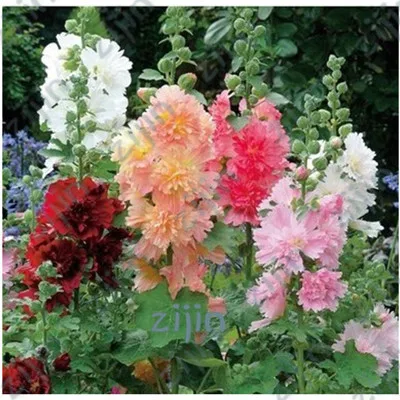

Big Sale!Magnificent 100% true bonsai Japanese bonsai potted hollyhock plants DIY home garden Althaea rosea,100pcs