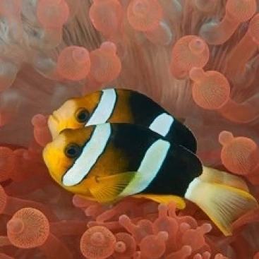 Два anemonefish in protective anemone Raja Ampat Papua Indonesia печать Jaynes Gallery (36x24)|Таблички и знаки| |