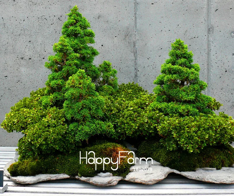

Time-Limit!!50 juniper bonsai tree potted flowers office bonsai purify the air absorb harmful gases,#U9EJ96
