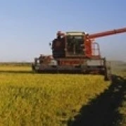 Combine in a rice field Glenn County California USA Poster Print (18 x 6) | Дом и сад