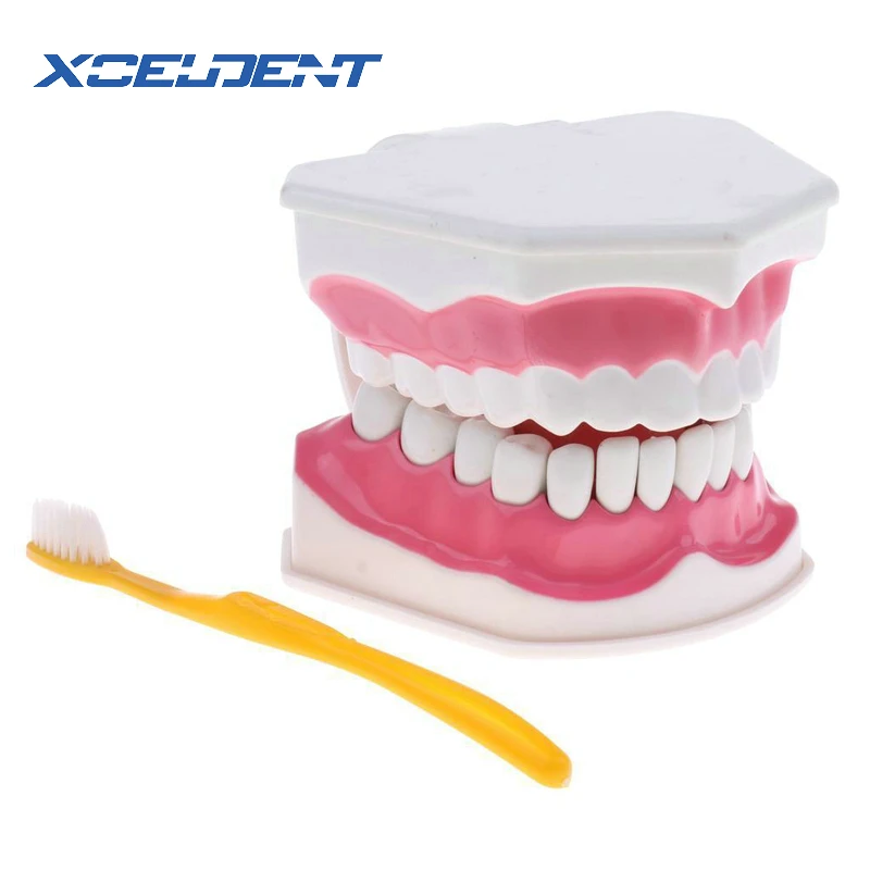 

teeth model brush teaching models Removable Lower Teeth,Dental Adult standard oral model,early Educational for kids,tooth models