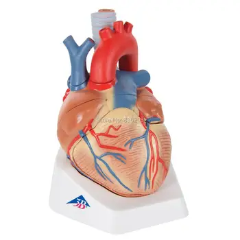 

3B Scientific VD253 human 7 Part Heart Model, 7.9" x 5.9" x 6.7" Medical modelskeleton anatomical instruments training condom