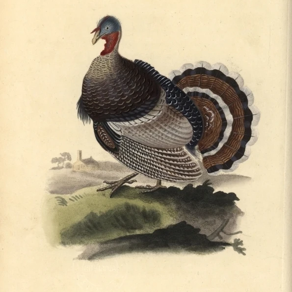 Wild Turkey Meleagris Gallopavo Poster Print By Florilegius Mary Evans (18 X 24) |