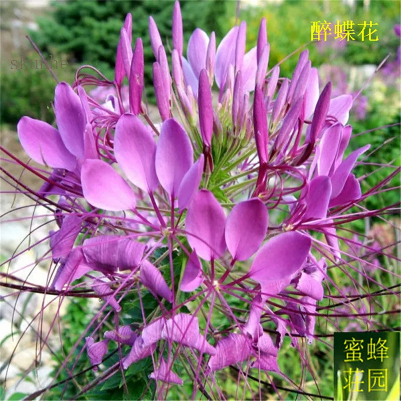 

Drunk butterfly flower bonsai white cauliflower butterfly grass purple dragon spider flower about 100pcs(zui die hua)