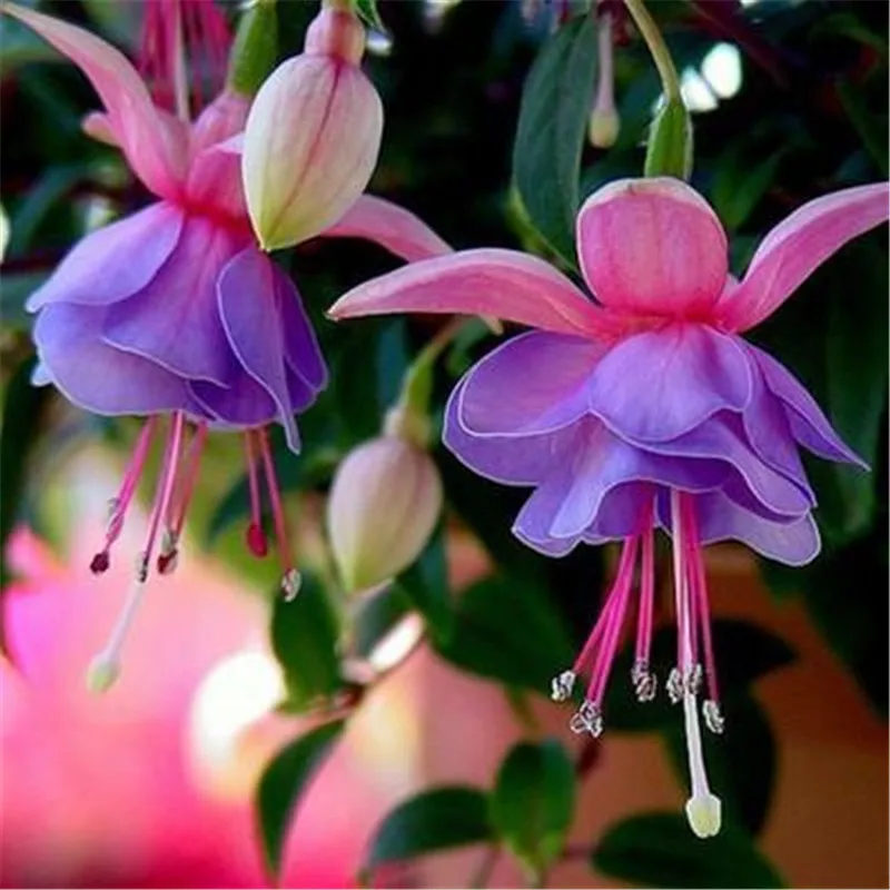 

Fuchsin Family plant Potted Hanging Flowers bonsai Seasons Easy Kinds Of Lanterns Flowers Bell Bell bonsai 10pcs