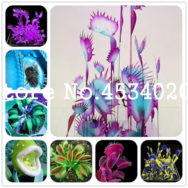 

100 Pcs Potted Insectivorous Plant bonsais Dionaea Muscipula Giant Clip Venus Flytrap Bonsai Balcony Potted Flowers plants