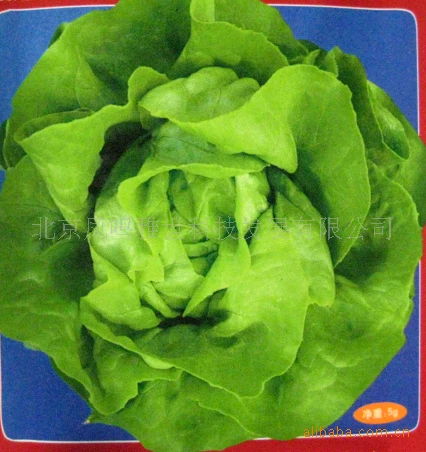 

Milk raw lettuce bonsais 200 pcs