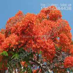 Новый Virgo летние Sementes Poinciana Safflower bonsais Jacaranda деревья златовинки оптовая продажа сад дерево бонсай 3 бонсай