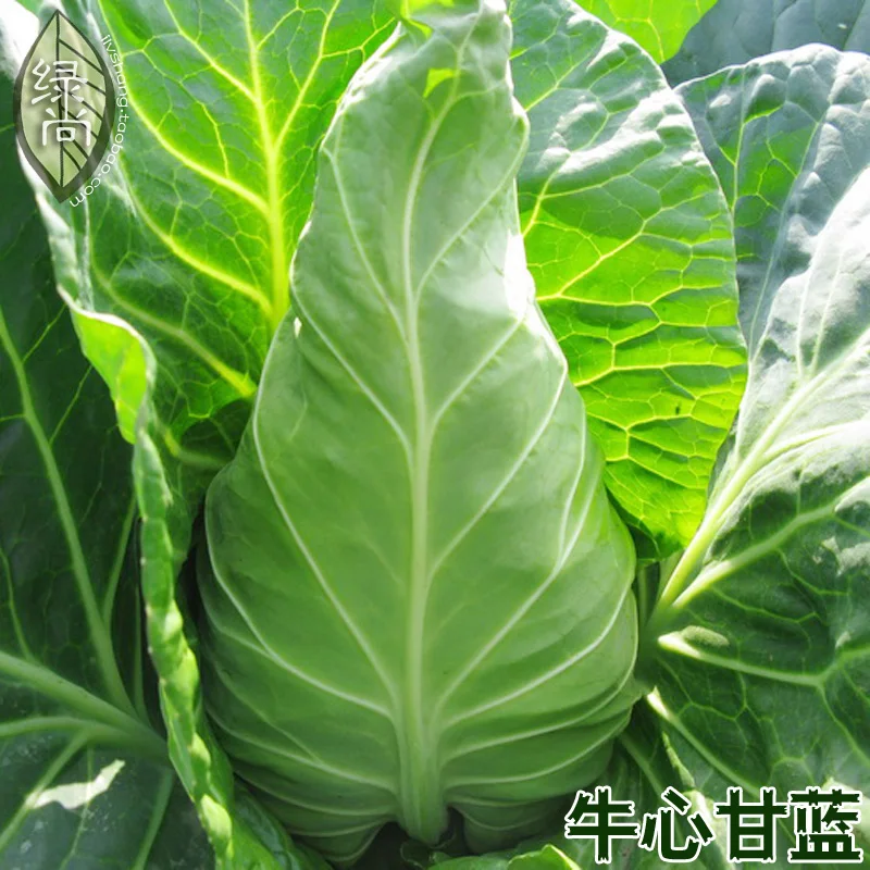 

Cabbage 4 Seasons Sowing Garden Terrace Potted Vegetable 100pcs
