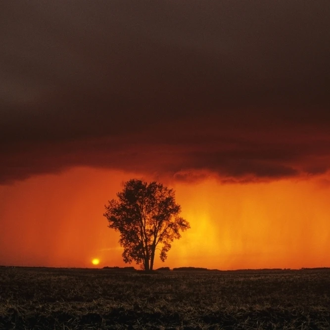 Cumulonimbus облако и хлопковое дерево возле Dugald Manitoba плакат печать (17x11) | Дом сад