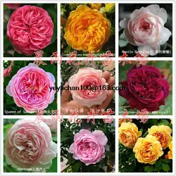 Lonza gem Роза розы восхождение 100 цветок бонсай