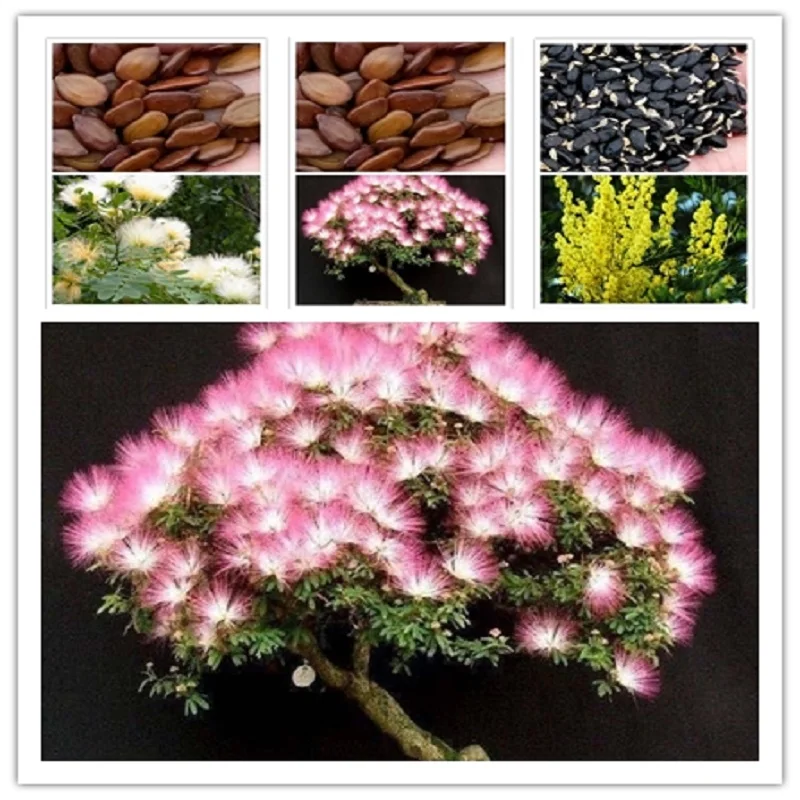 

Albizia julibrissin Durazz (Acacia tree bonsais) bonsai flower bonsais Perennial indoor plant for home garden 20pcs / pack