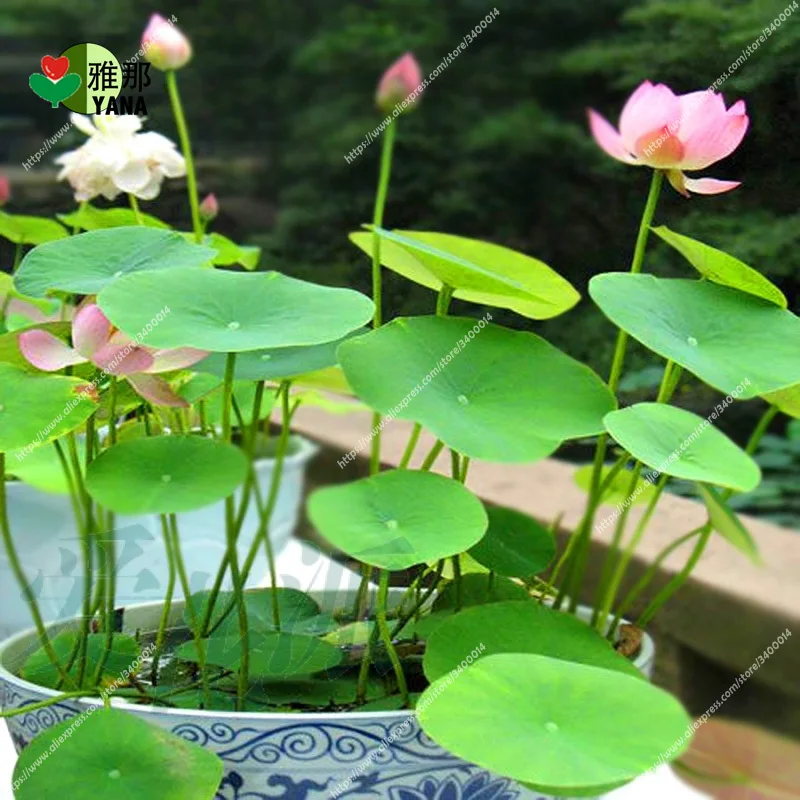 5 pcs/bag bowl lotus hydroponic plants aquatic plants flower pot water lily for home Garden