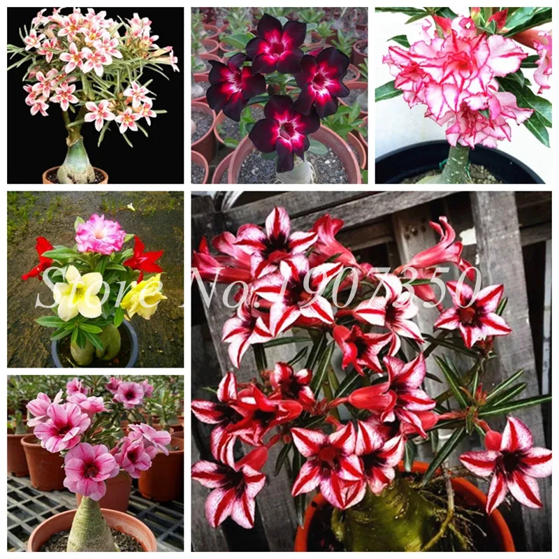

Real 15 Different Color Varieties Of Desert Rose Flower Bonsai Indoor Potted Plants Adenium Obesum Bonsai Garden Courtyard 1 Pcs