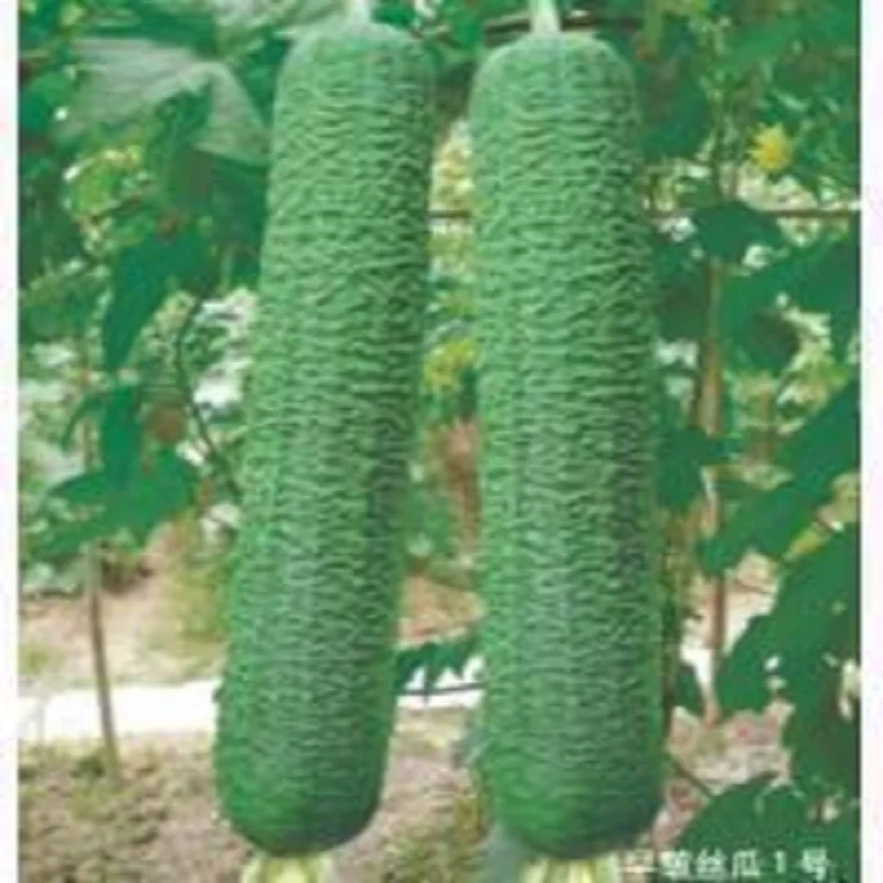 

Early wrinkle gourd bonsai 5pcs hot vegetable bonsai