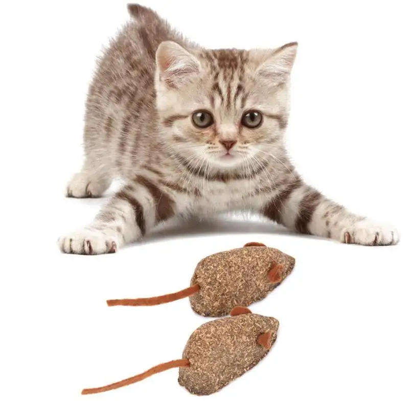 Кошка и кошачья мята. Котовник кошачий бархат. Мята для кошек полезная. Кошачья мята котятам можно. Кошачья мята в таблетках.