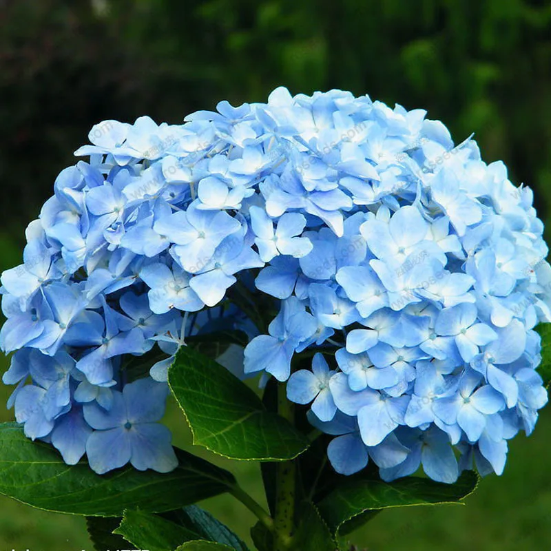 

Hydrangea Flower bonsai, Potted Bonsai Balcony Hydrangea 24 Colors To Choose From, The Full Range 10pcs