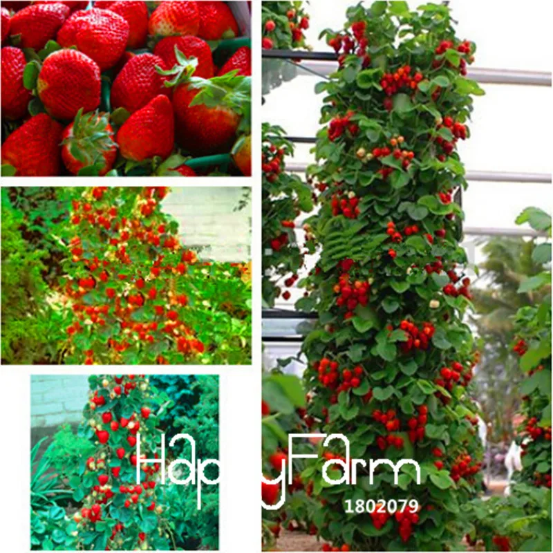 

Big Promotion!400 Pieces/pack Blue Climbing Strawberry tree plant,rare Fruit flores For Home & Garden bonsai,Free Shipping,#MI21
