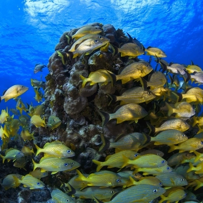Schooling Bluestriped Grunt (Haemulidae Sciurus) Fish On Coral Reef Cozumel Mexico Poster Print (19 x 12) |