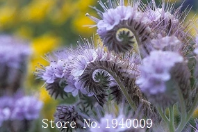 

free ship 20 pcs melissa original plants bee flower bonsai 2 colors avaible