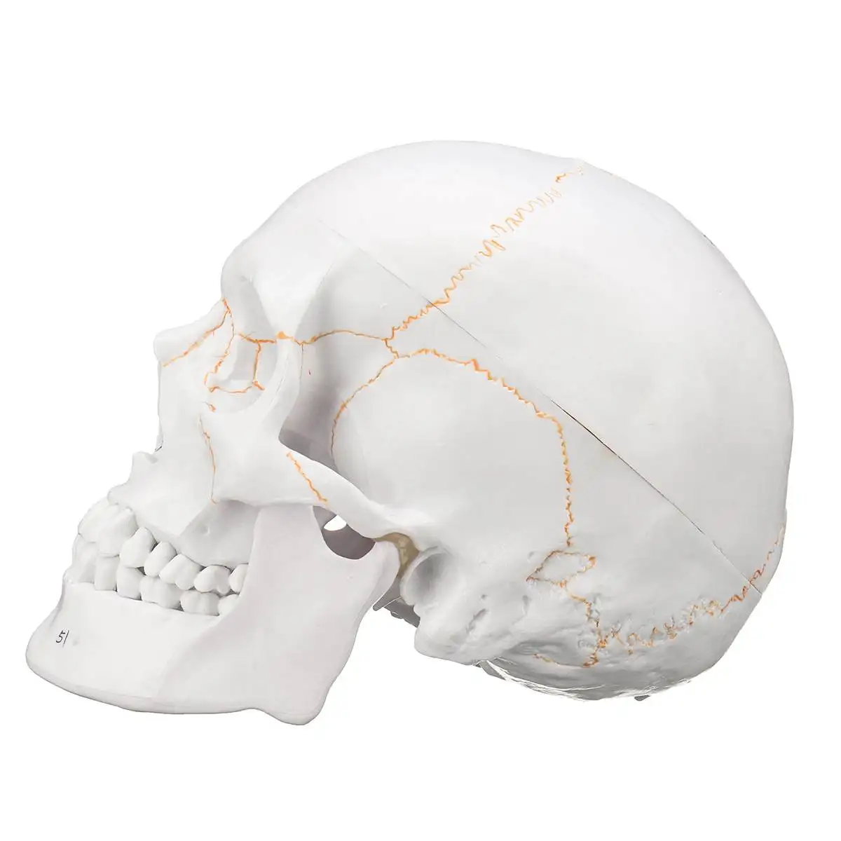 1:1 модель черепа удобная модель человеческого черепа медицинский череп анатомическая голова учебная Анатомия Обучающие принадлежности