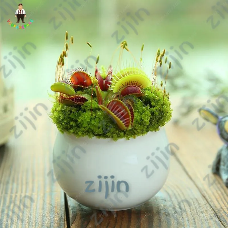 

100Pcs/Bag Rare Flycatcher Potted Mixed Insectivorous Bonsai Plant Dionaea Muscipula Giant Clip Venus Flytrap Free Ship