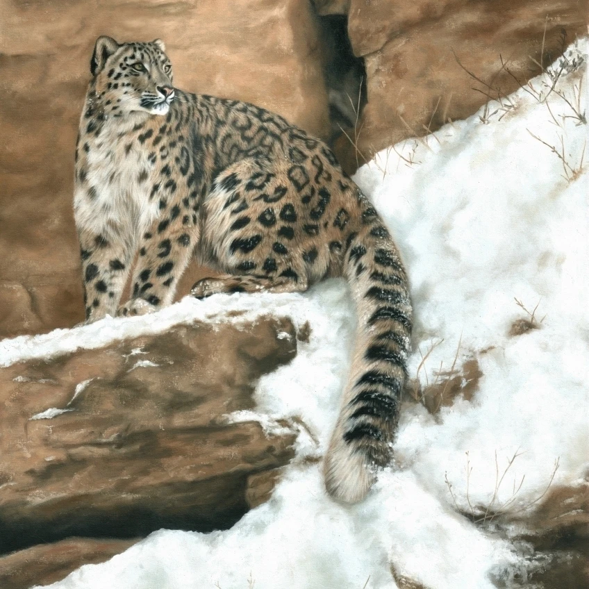 Снежный Леопард в снегу плакат печать Сары Stribbling (18x20)|Таблички и знаки| |